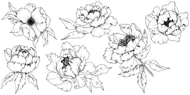 Wildflower peony in a vector style isolated. Black and white engraved ink art. Wildflower peony in a vector style isolated. Vector flower for background, texture, wrapper pattern, frame or border. Black and white engraved ink art. petal illustrations stock illustrations