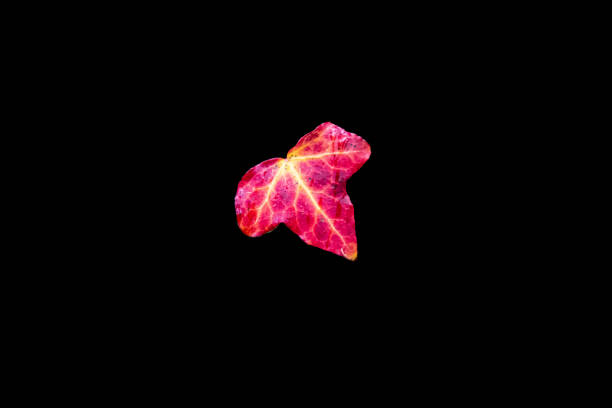 A single vibrant ivy leaf