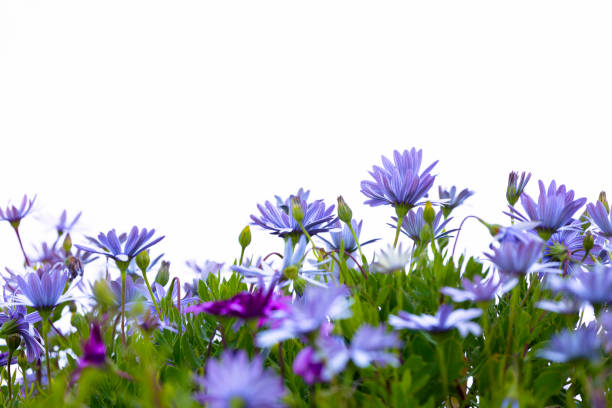紫色の花、ケープヒナジー、コピースペース付き白い背景 - flower spring white blue ストックフォトと画像