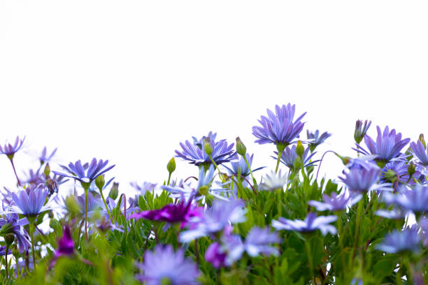 purple flowers, cape daisies, white background with copy space - flower bed flower daisy multi colored imagens e fotografias de stock