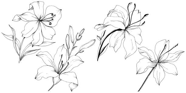 istock Wildflower lilies in a vector style isolated. Black and white engraved ink art. 1185942763