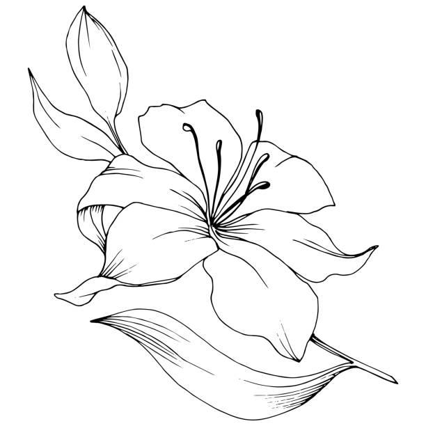istock Wildflower lilies in a vector style isolated. Black and white engraved ink art. 1185942932