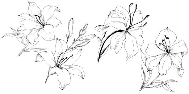 istock Wildflower lilies in a vector style isolated. Black and white engraved ink art. 1185943018