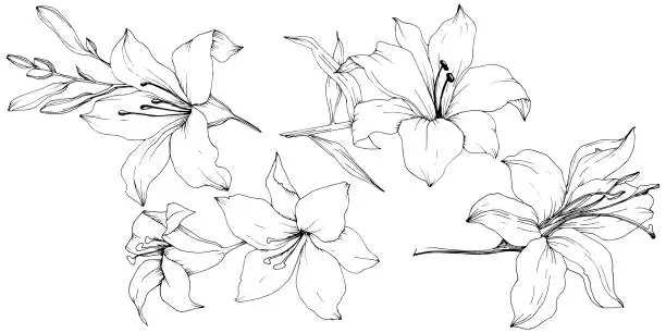 Vector illustration of Wildflower lilies in a vector style isolated. Black and white engraved ink art.