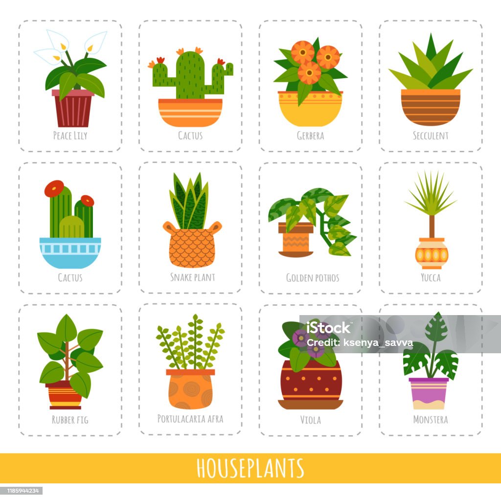 Ilustración de Colección De Dibujos Animados De Las Plantas Domésticas Conjunto Vectorial De Tarjetas Coloridas Para El Aprendizaje De Especies Vegetales y más Vectores Libres de Derechos de Lila de la paz - Ilustración de Colección De Dibujos Animados De Las Plantas Domésticas Conjunto Vectorial De Tarjetas Coloridas Para El Aprendizaje De Especies Vegetales y más Vectores Libres de Derechos de Lila de la paz -