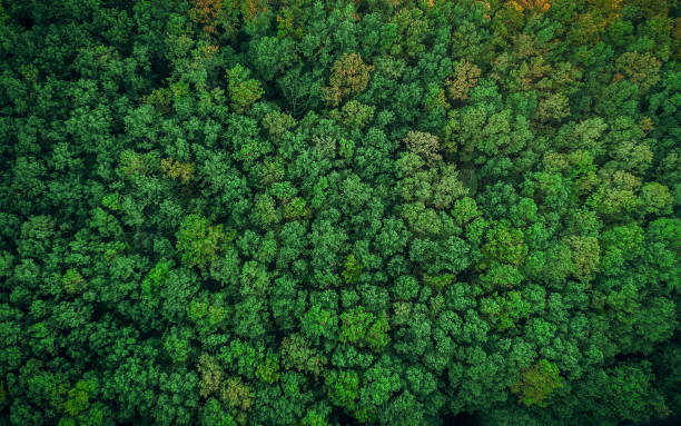 top view of a young green forest in spring or summer - forest imagens e fotografias de stock