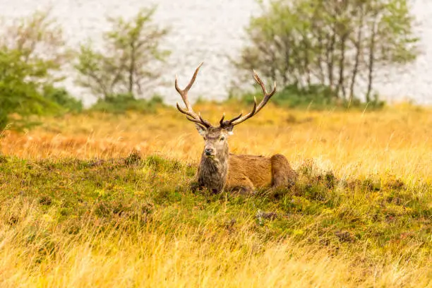 Red deer stag (latin name: Cervus elaphus) Magestic Monarch of the Glen, laying  in natural heather habitat besides a loch in Glen Strathfarrar, Scottish Highlands. Facing left.  Head raised.  Horizontal.  Space for copy.