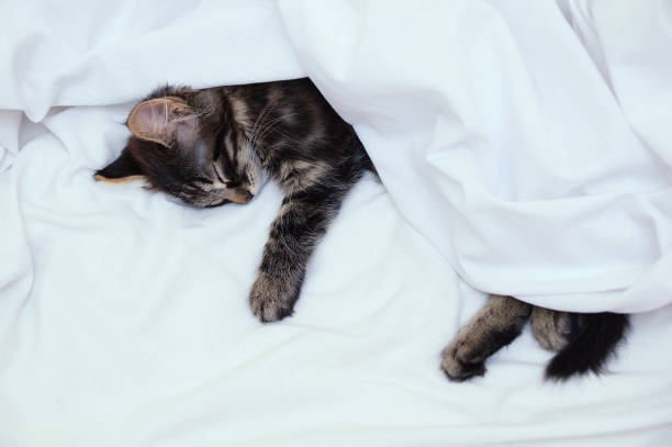 istock Little kitten sleeping under a white blanket on the bed. Close-up. 1185947148