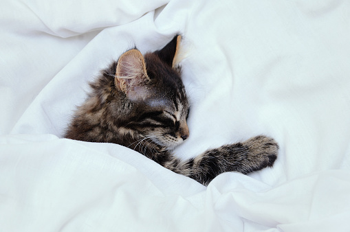 A little striped kitten is sleeping under a white blanket. Close-up.