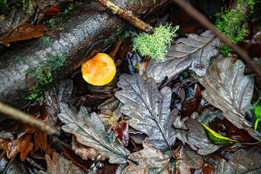 A brightly coloured mushroom on the forest floor