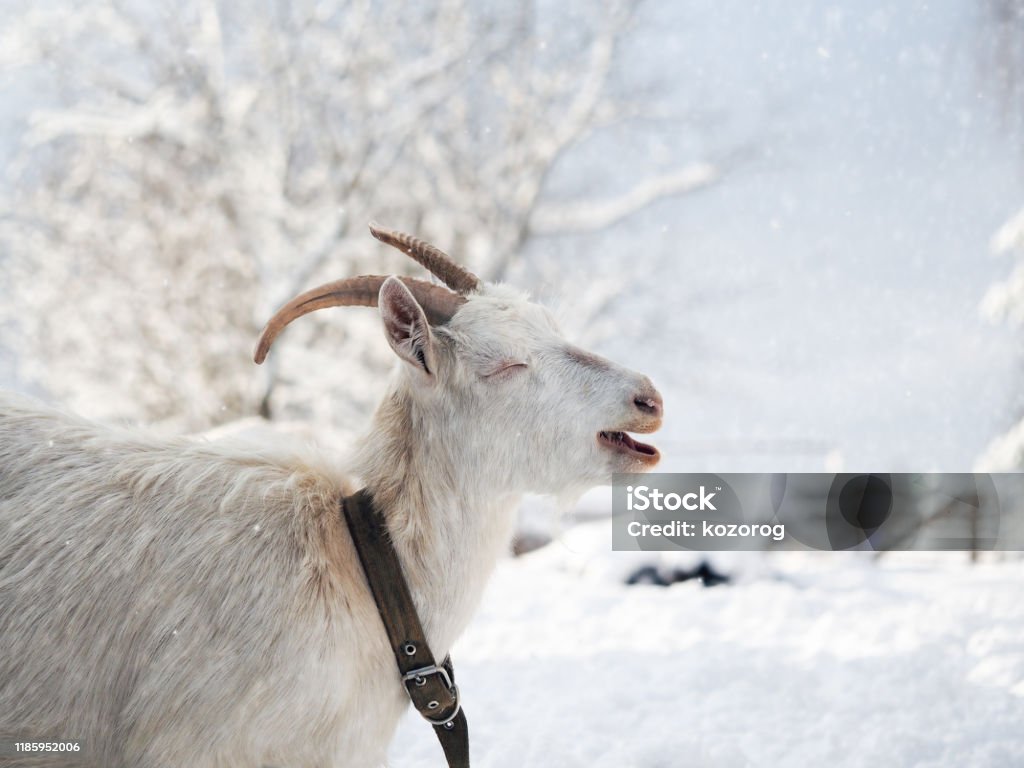 Portrait of a funny white goat with beautiful horns. Weather cold, winter, snow Snow Stock Photo