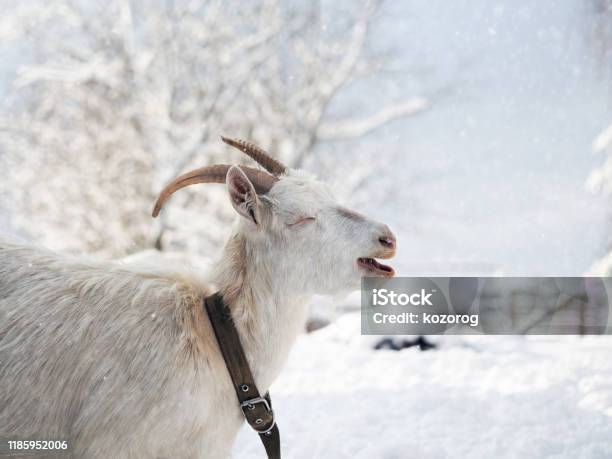 Portrait Of A Funny White Goat With Beautiful Horns Weather Cold Winter Snow Stock Photo - Download Image Now