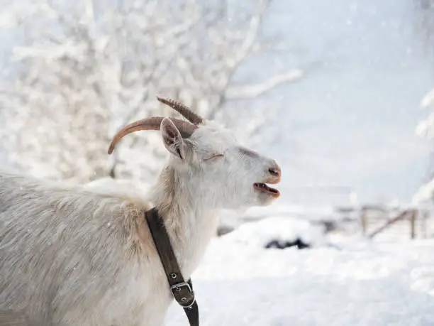 Photo of Portrait of a funny white goat with beautiful horns. Weather cold, winter, snow