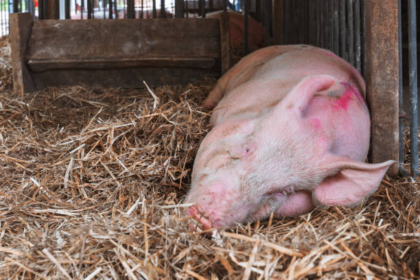 istock Large male american yorkshire pig sleeping in pen 1185952013