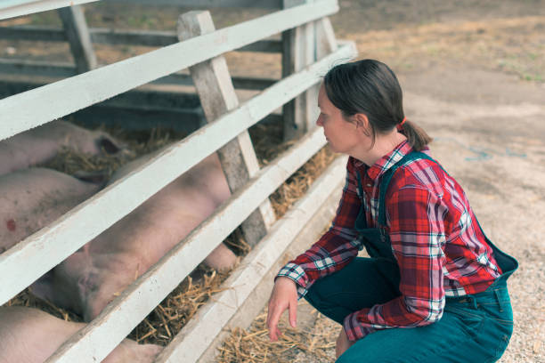 istock Farmer on pig raising and breeding farm 1185952043