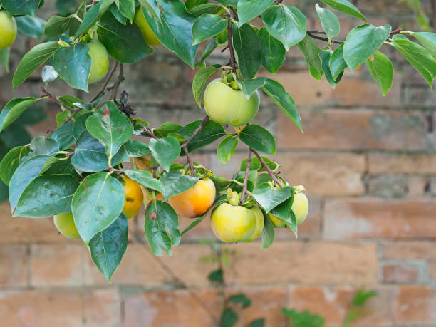 istock Persimmon tree in abandoned old orchard, Italy, still producing fruit, much of which has yet to ripen in the photo. Aka Sharon fruit. 1185952554