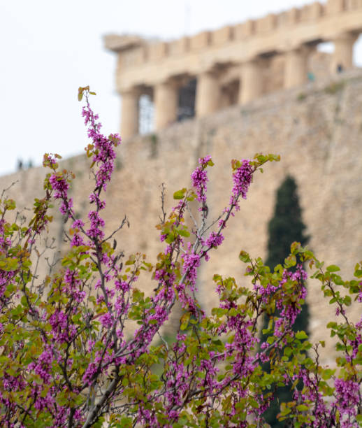 istock View on Acropolis in Athens from spring garden with blossoming trees 1185952598