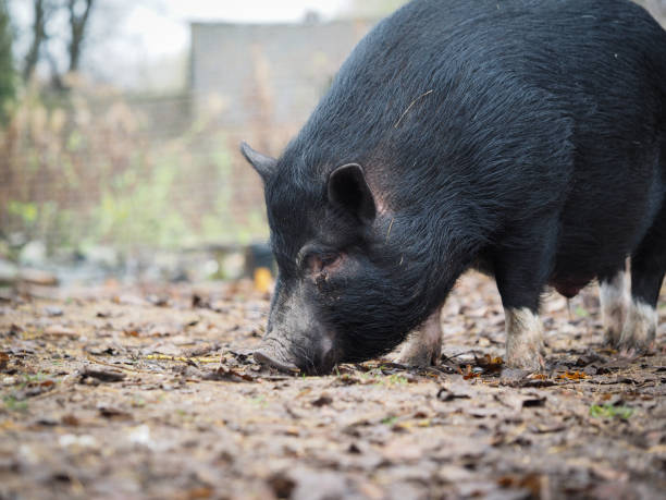 istock A big black pig sniffs the ground 1185952847