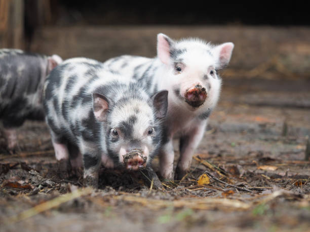 istock Funny spotted piglets. Piglets pigs soiled in the ground 1185953024
