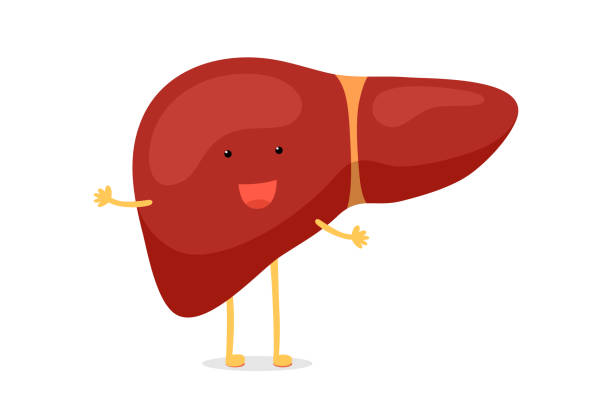 Cute Cartoon Healthy Human Liver Happy Emotion Character Vector Funny  Smiling Reversible Exocrine Gland Organ Mascot Illustration Stock  Illustration - Download Image Now - iStock