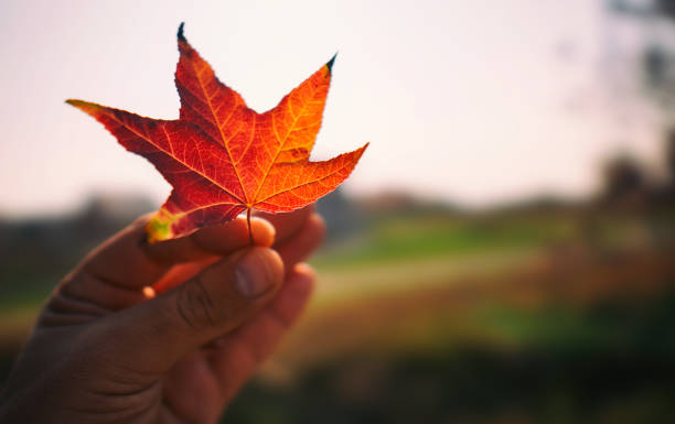 istock hand holding a fallen leaf. autumn season concept 1185955529
