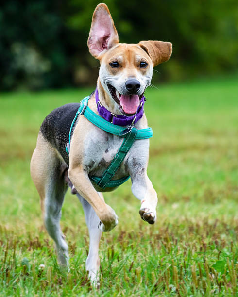 istock Beagle terrier mix running through the grass at a dog park. 1185956811