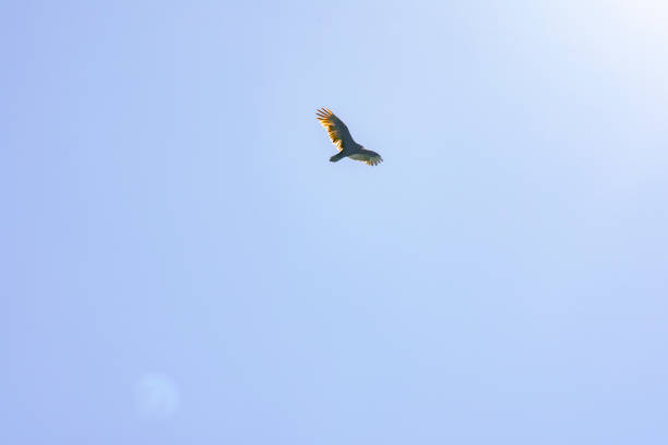 istock Vulture against a clear blue sky with sunburst in upper right corner. 1185956828