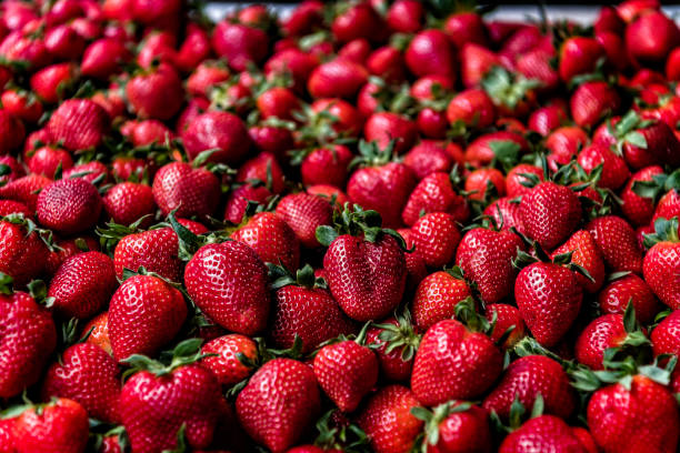 Close-up View at the Fresh and Delicious Strawberries in the Baskets at the Farmers Market. The Garden Strawberry is a Widely Grown Hybrid Species of the Genus Fragaria.