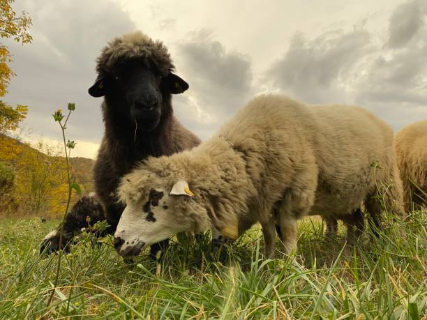 istock Flock of sheep on a pasture 1185956983