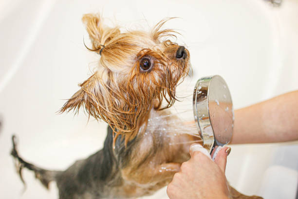 istock Yorkshire Terrier dog bathes in the shower. 1185957985