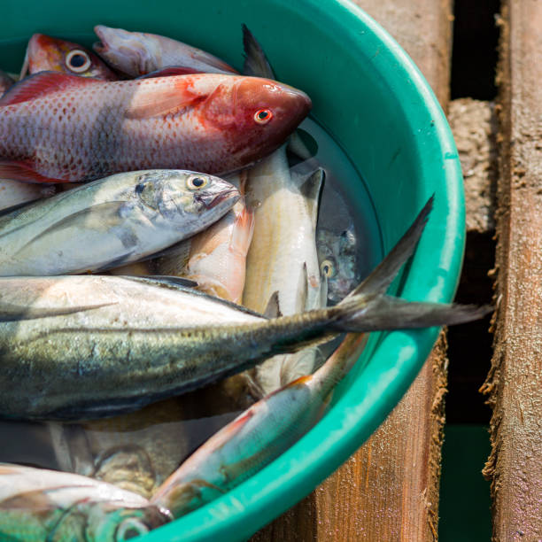 istock Fish in bucket 1185959796
