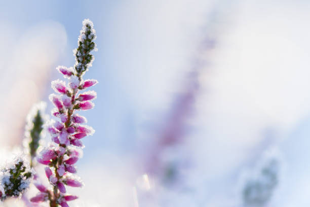 istock Common heather flowers covered with ice crystals 1185959882