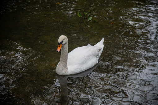 White swan floats on the water. bird isolated on black - Valladolid -España