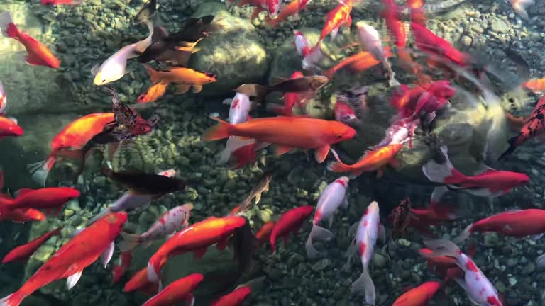 Free Small Fish In Big Pond Stock Video Footage 31 Download free-small-fish-in-big-pond-stock-video-footage-31-download
