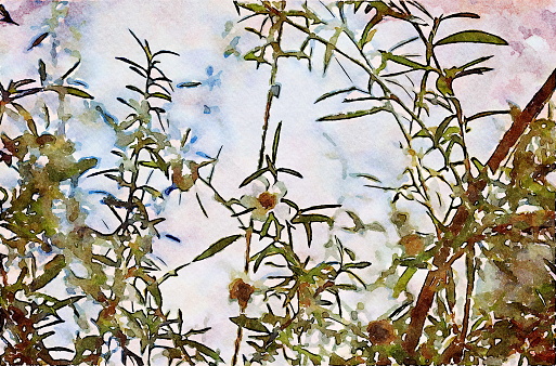 This is my Photographic Image of a Manuka (Leptospermum Scoparium) Flowers in a Watercolour Effect. Because sometimes you might want a more illustrative image for an organic look.