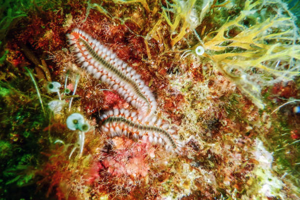 istock Bearded Fireworm (Hermodice carunculata) Underwater Mediterranean Sea 1185963180