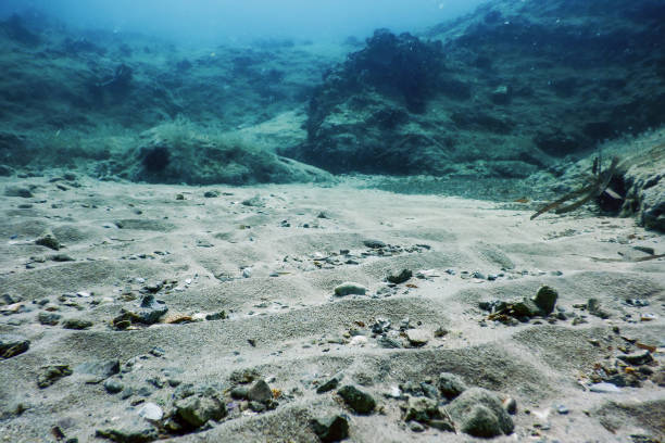 istock Sea Life Underwater Rocks Sunlight, Underwater Life 1185963205