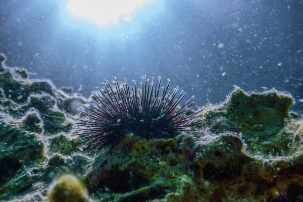 A sea urchin (shellfish) is hiding in a hole at the sand floor during sea water level is low. Natural underwater animal photo. Close-up and selective partial focus at the animal body's part.
