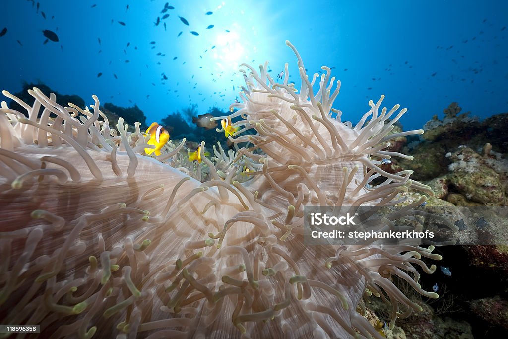 magnificent anemone and anemonefish Anemonefish Stock Photo