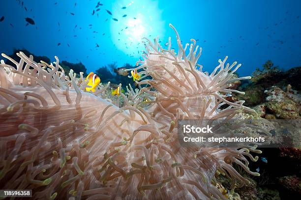 Magnificent Anemone And Anemonefish Stock Photo - Download Image Now - Anemonefish, Below, Blue