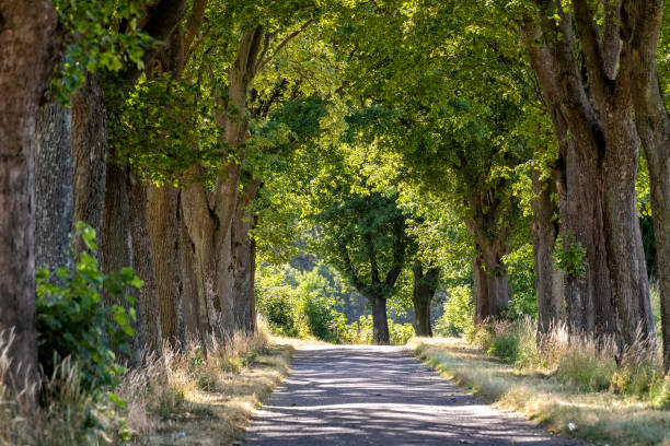 istock alley in summer in Poland 1185963609