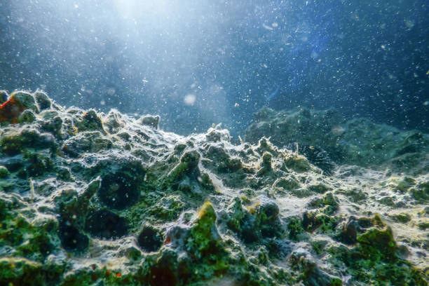 istock Underwater Scene Sunlight, fish Underwater Life. 1185964248