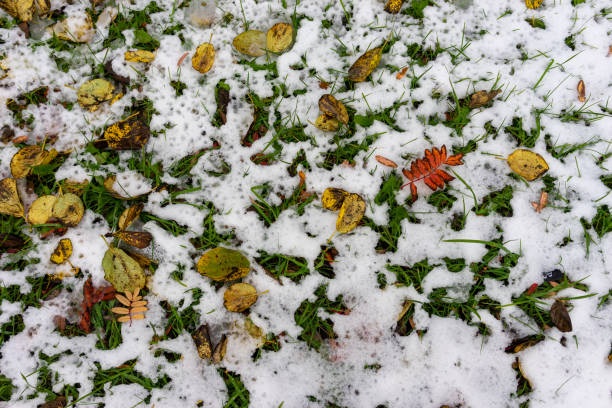 istock Natural background with yellow and red leaves on snow 1185964607