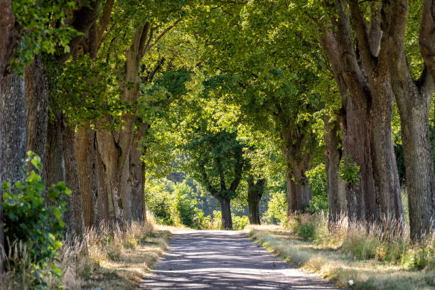 istock alley in summer in Poland 1185966776