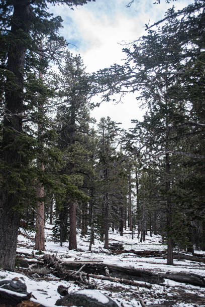 istock Palm Springs tramway after late season snow 1185966888