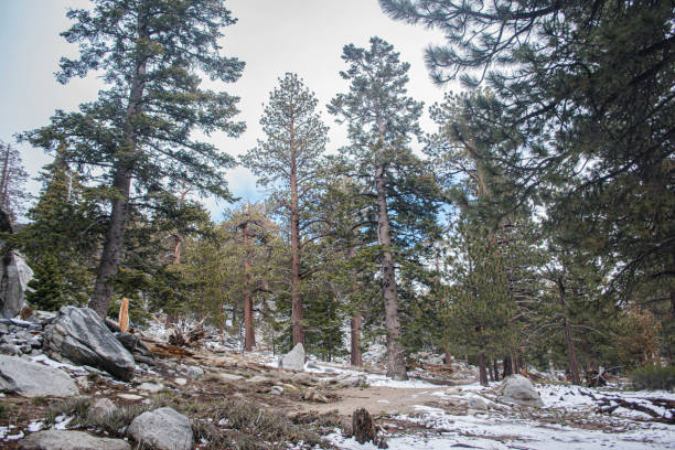 istock Palm Springs tramway after late season snow 1185967184