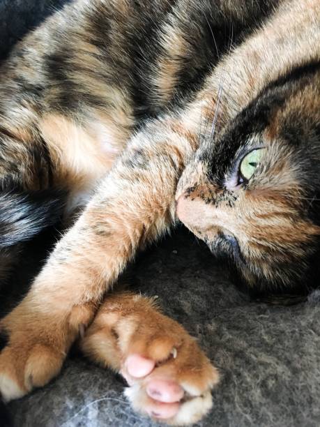 istock Beautiful tortoiseshell cat closeup 1185967239