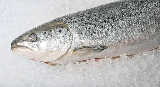 istock coolled fresh bright trout 118597121