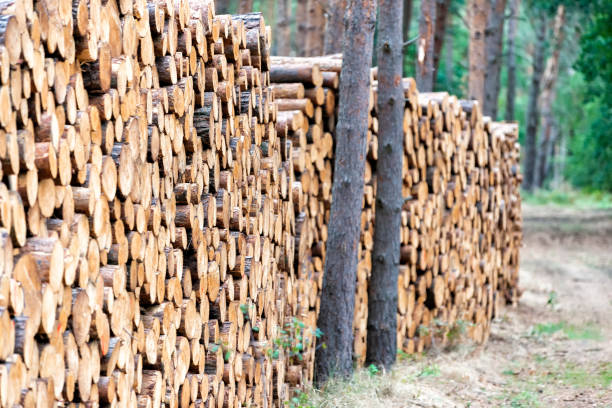 istock pieces of wood after cutting 1185972030