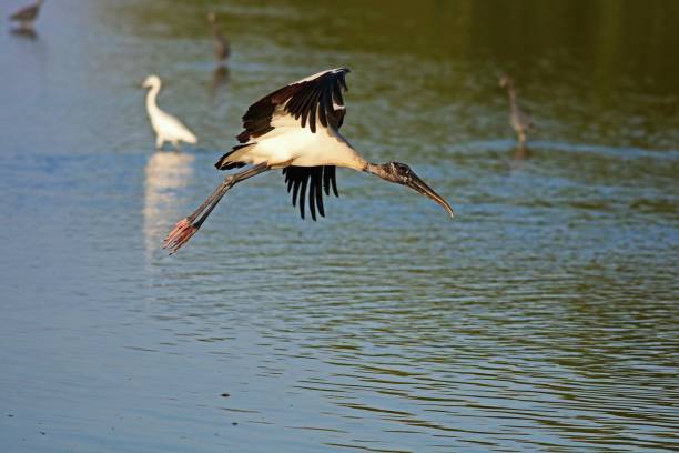 istock Coming in for a Landing at Ding III 1185972087